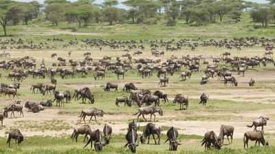 5 Days Ndutu Spectacular Migration Safari - Image - 9168